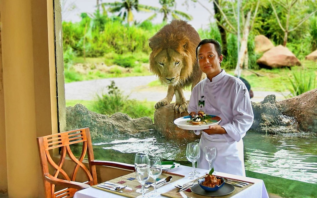 Chef presenting breakfast with a lion in the background at Bali Safari and Marine Park.