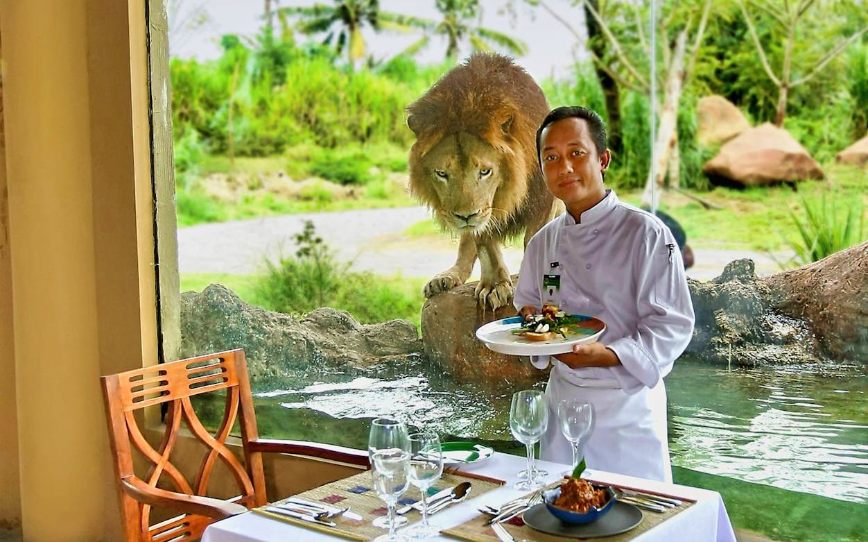Chef presenting breakfast with a lion in the background at Bali Safari and Marine Park.