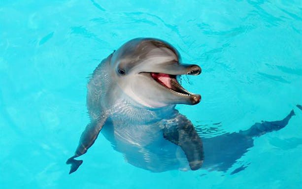 Dolphin swimming at Yehliu Ocean World, Taiwan.