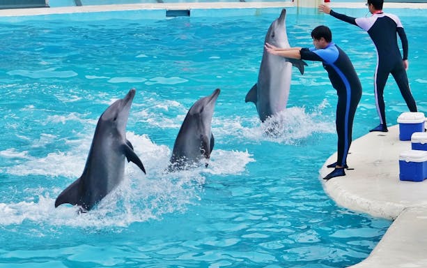 Dolphins performing with trainers at Yehliu Ocean World.