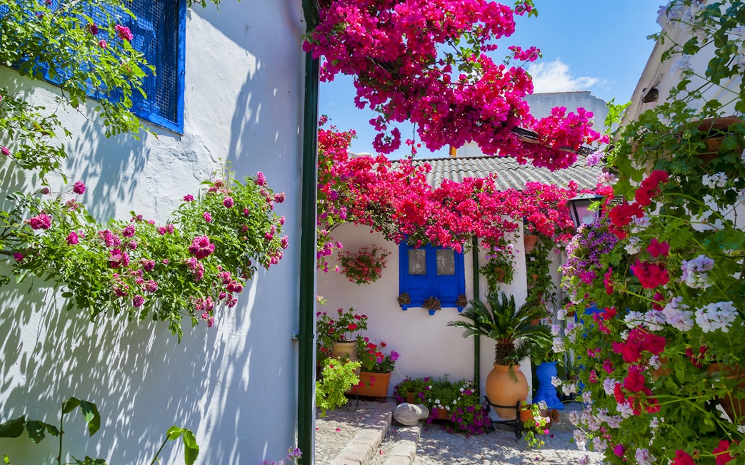 Authentic Cordoba patio with vibrant flowers and blue window shutters.