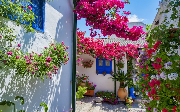 Authentic Cordoba patio with vibrant flowers and blue window shutters.