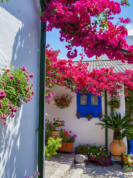 Authentic Cordoba patio with vibrant flowers and blue window shutters.