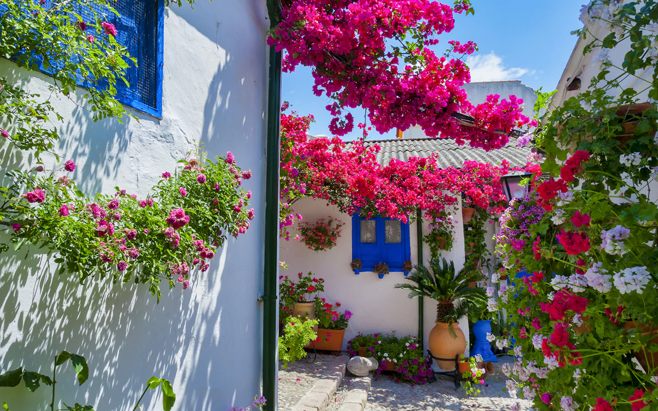 Authentic Patios of Cordoba Skip-the-Line Guided Tour