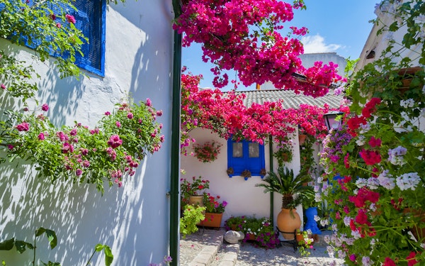 Authentic Patios of Cordoba Skip-the-Line Guided Tour