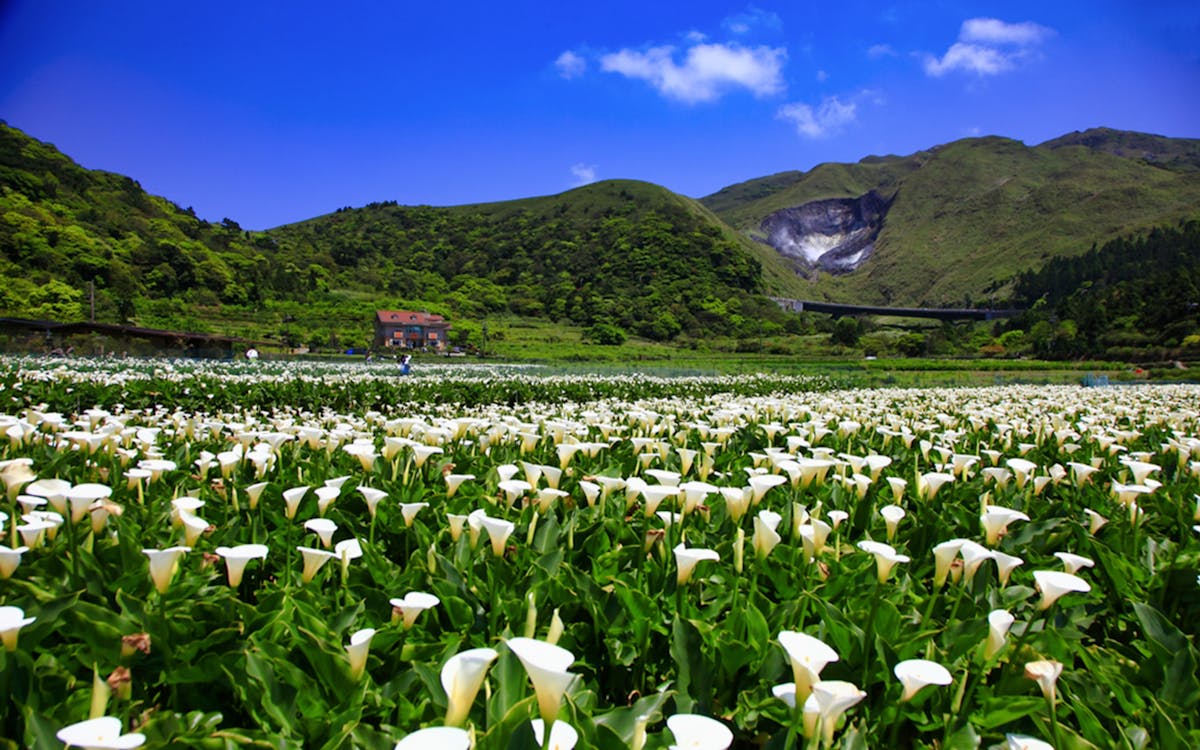 yangmingshan national park and hot-spring half-day tour from taipei-4 yangmingshan national park and hot-spring half-day tour from taipei-4