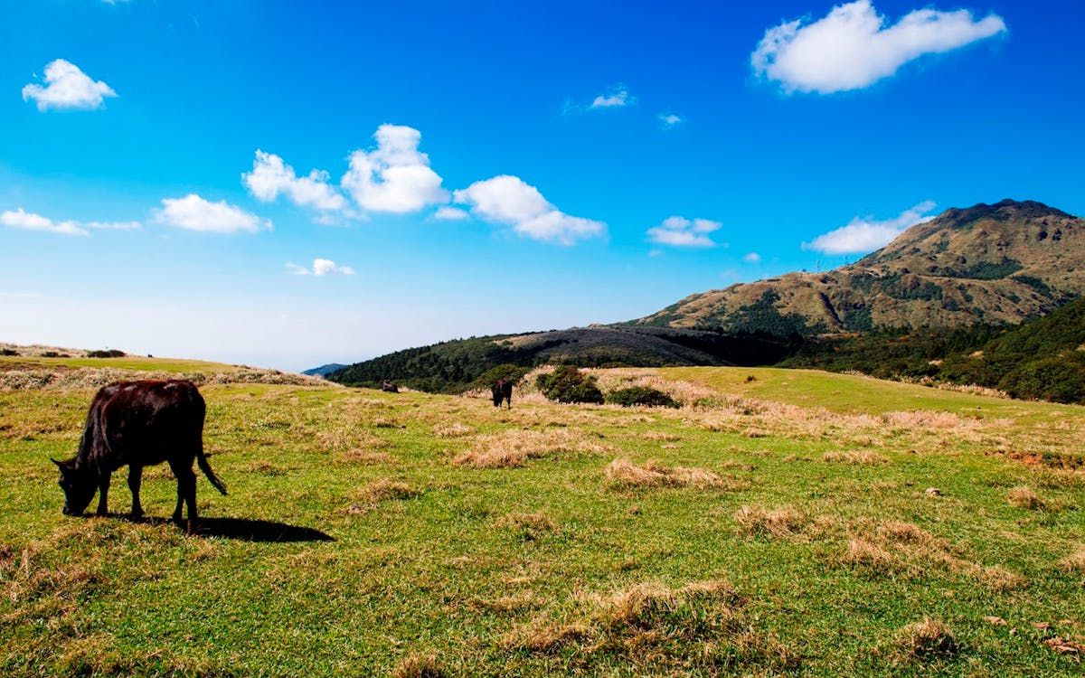 yangmingshan national park and hot-spring half-day tour from taipei-3 yangmingshan national park and hot-spring half-day tour from taipei-3
