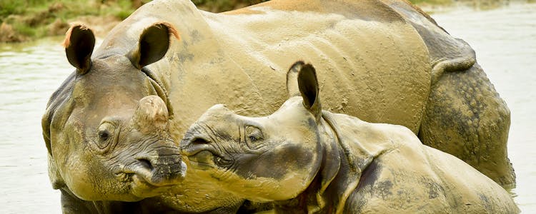 Whipsnade Zoo Big Five