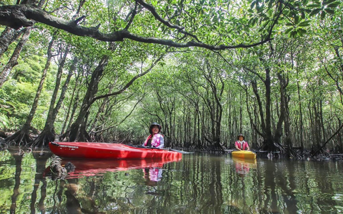 iriomote island kayak/sup nature explore tour-4 iriomote island kayak/sup nature explore tour-4