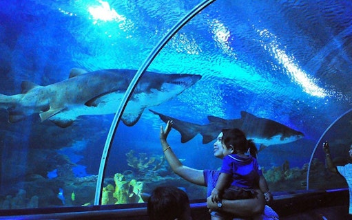 Visitors in underwater tunnel at Aquaria KLCC observing sharks.