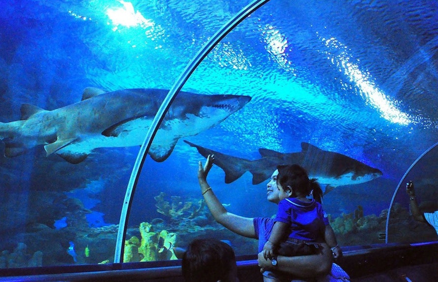 Book Klcc Aquarium Tickets 2021