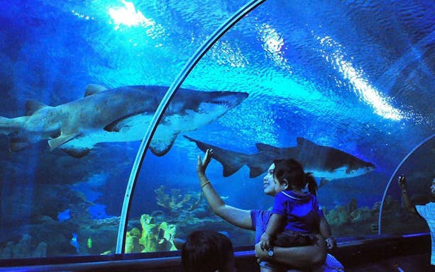 Visitors in underwater tunnel at Aquaria KLCC observing sharks.