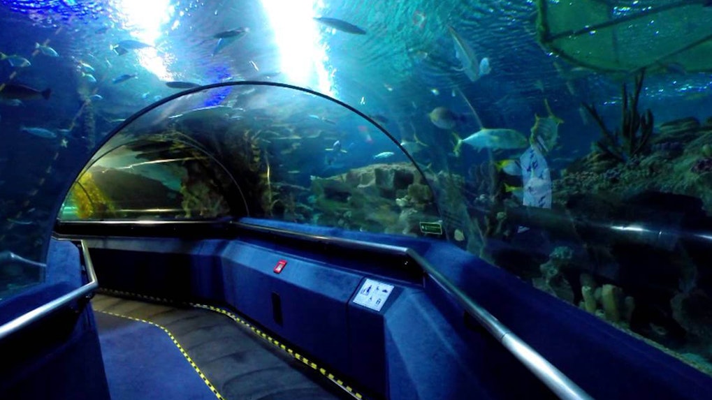 Book Klcc Aquarium Tickets 2021