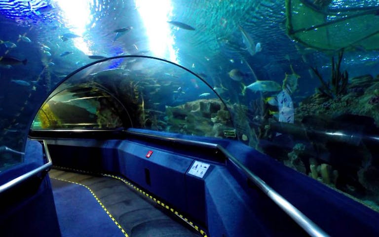Book Aquaria Klcc Tickets Updated 2021 Headout
