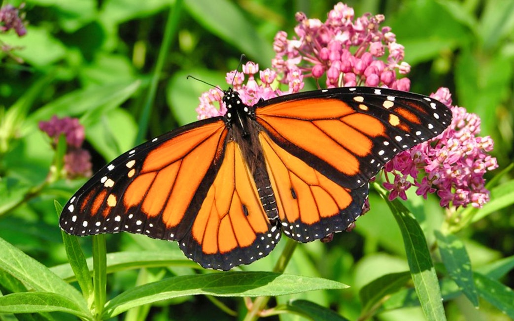 Butterfly on pink flowers at Entopia Penang Butterfly Farm.