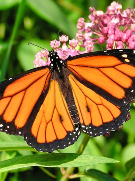 Butterfly on pink flowers at Entopia Penang Butterfly Farm.