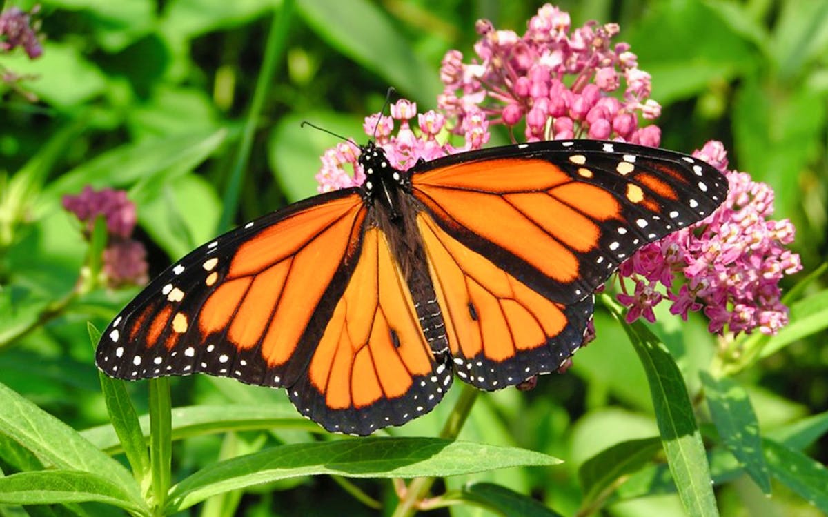 combo: entopia by penang butterfly farm + escape penang tickets-7 combo: entopia by penang butterfly farm + escape penang tickets-7