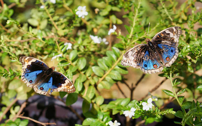 Butterflies on foliage at Entopia Penang Butterfly Farm, Malaysia.