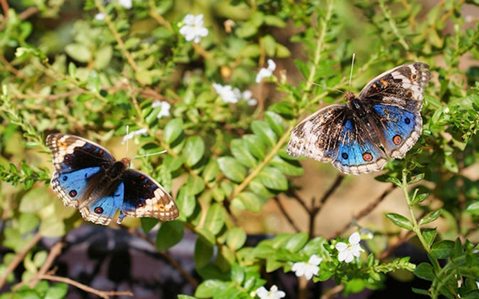 Butterflies on foliage at Entopia Penang Butterfly Farm, Malaysia.