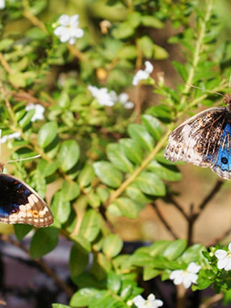Butterflies on foliage at Entopia Penang Butterfly Farm, Malaysia.