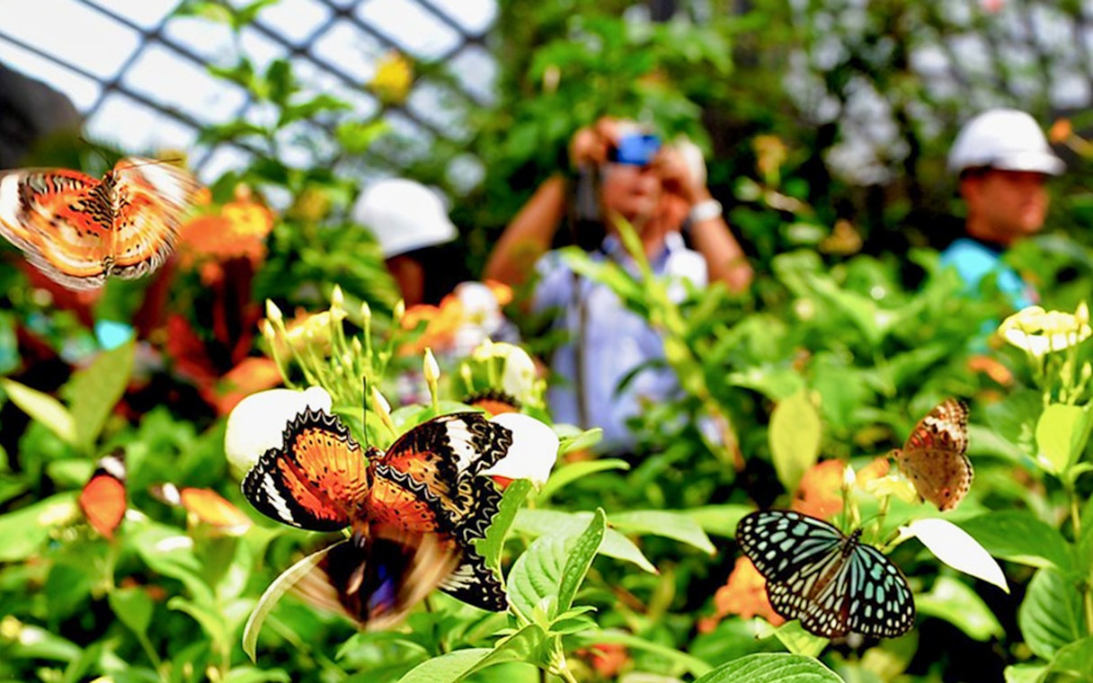 Butterflies in flight at Entopia Penang Butterfly Farm, Malaysia.