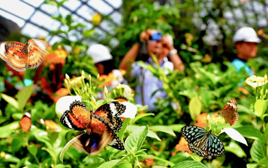 Butterflies in flight at Entopia Penang Butterfly Farm, Malaysia.