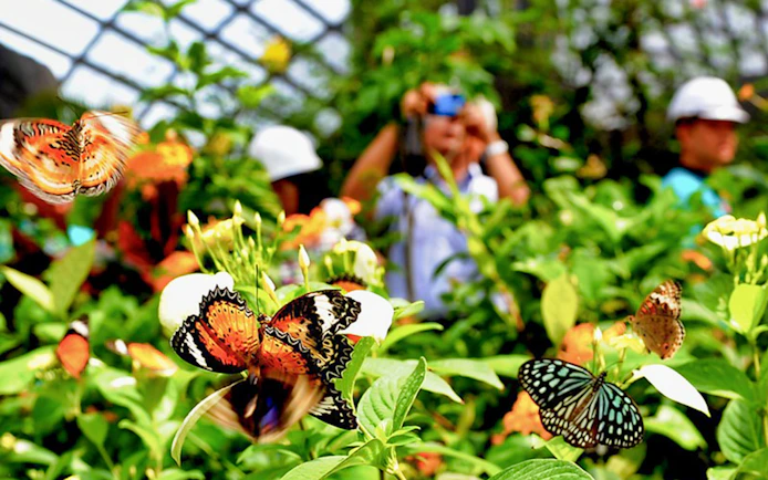 Butterflies in flight at Entopia Penang Butterfly Farm, Malaysia.