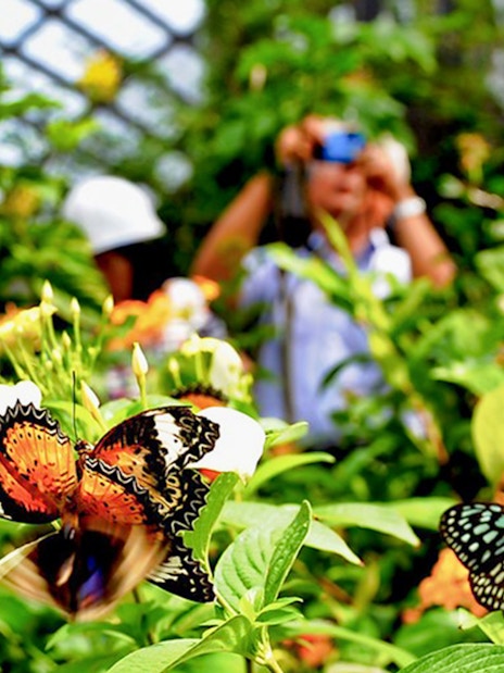 Butterflies in flight at Entopia Penang Butterfly Farm, Malaysia.