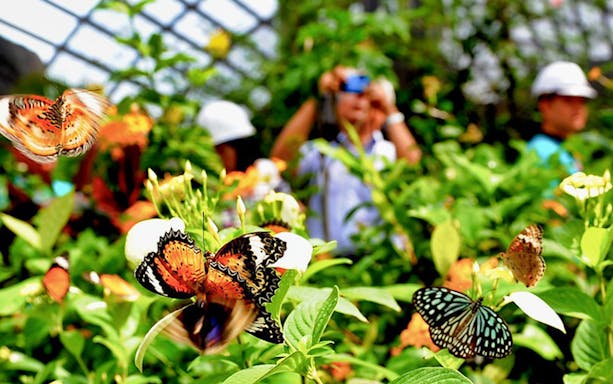 Butterflies in flight at Entopia Penang Butterfly Farm, Malaysia.