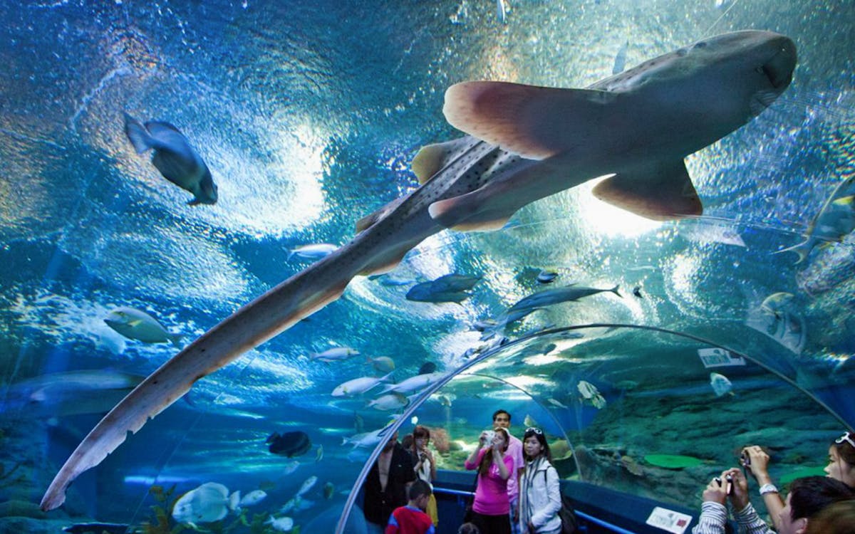 langkawi underwater world tickets-0 langkawi underwater world tickets-0
