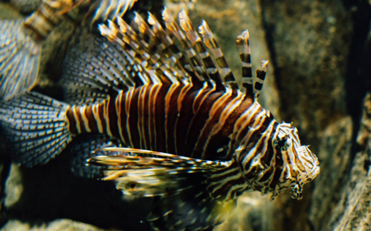 langkawi underwater world tickets-10 langkawi underwater world tickets-10