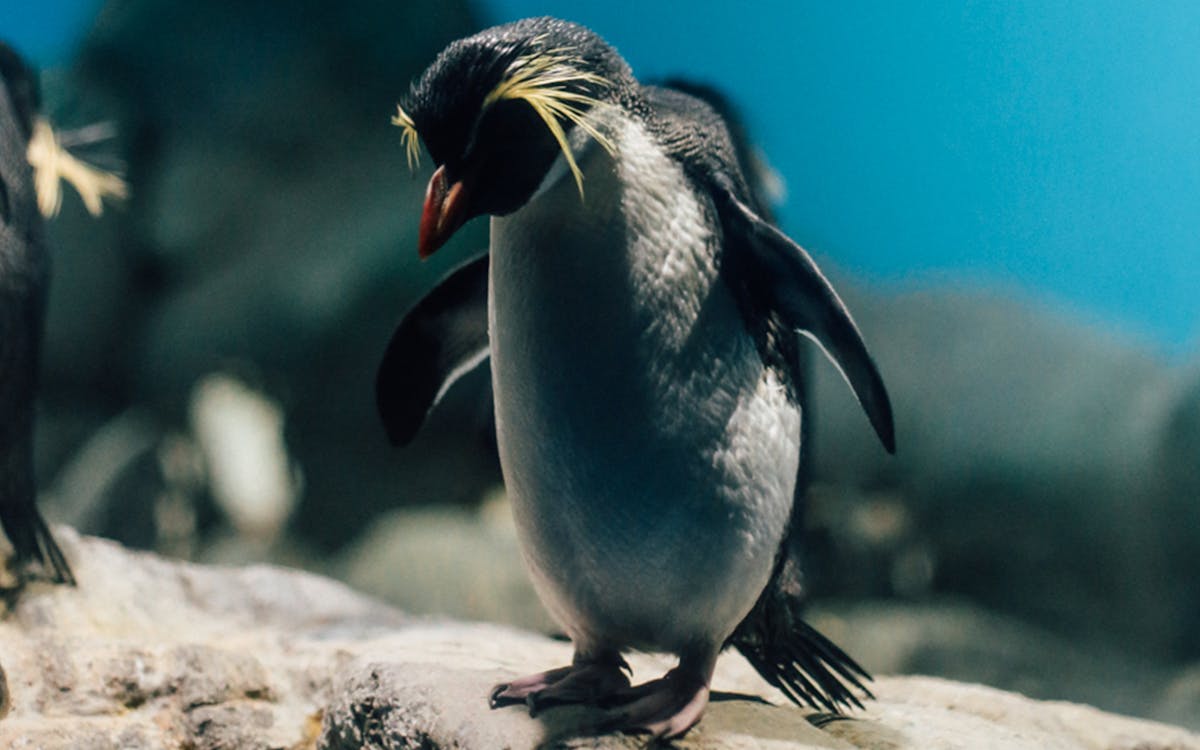 langkawi underwater world tickets-6 langkawi underwater world tickets-6