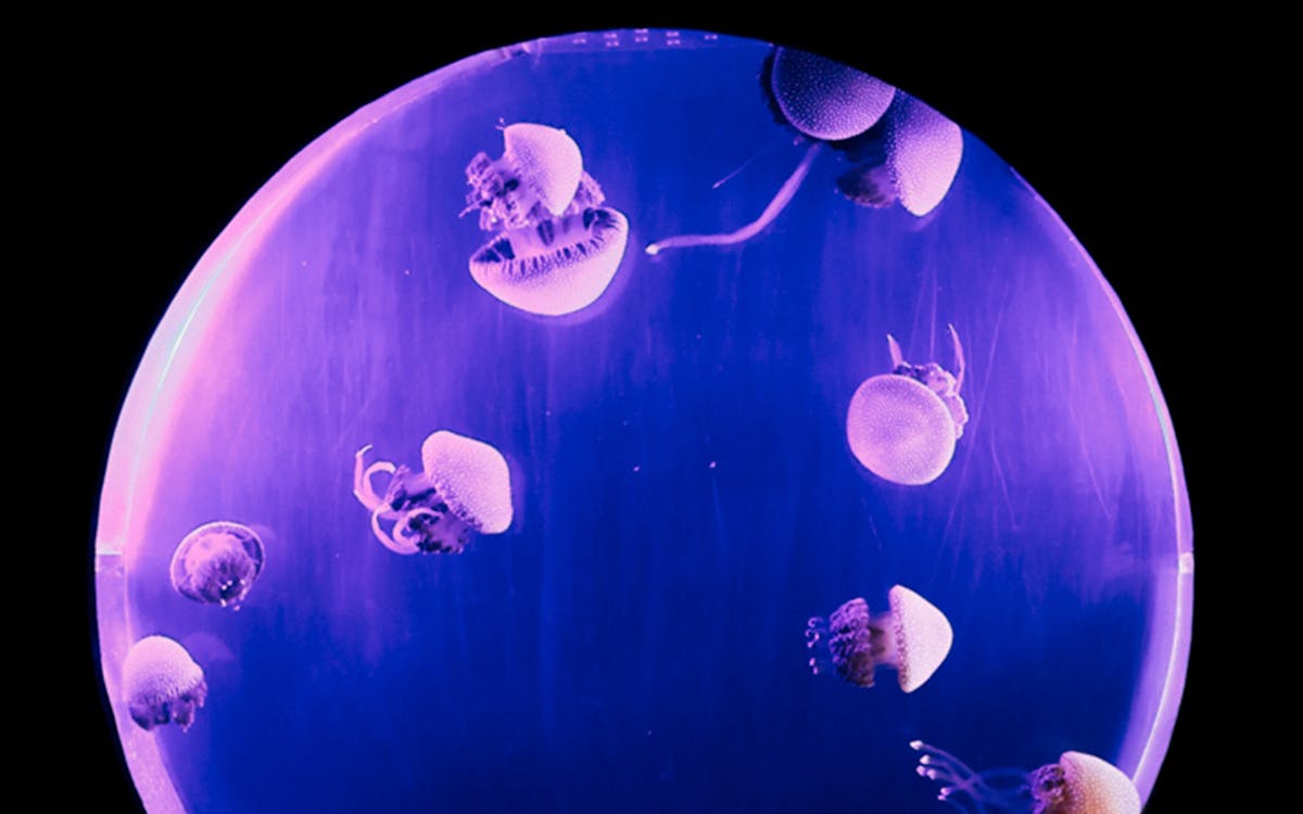 langkawi underwater world tickets-8 langkawi underwater world tickets-8