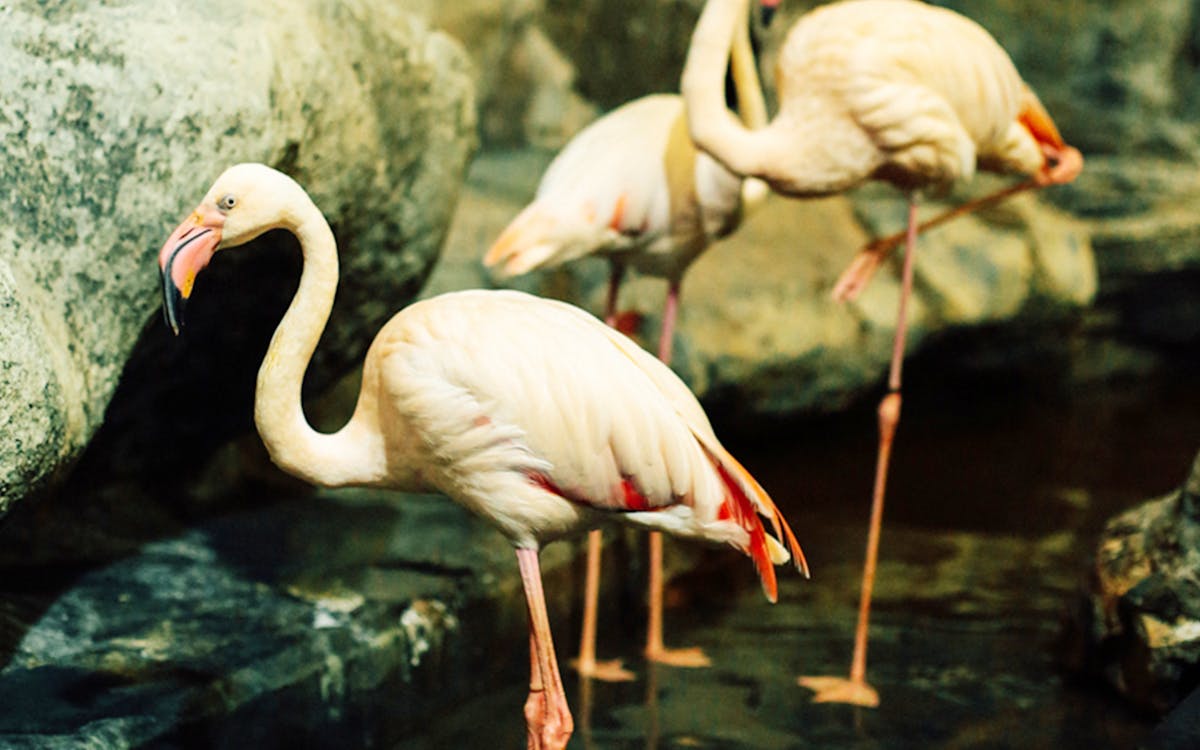 langkawi underwater world tickets-9 langkawi underwater world tickets-9