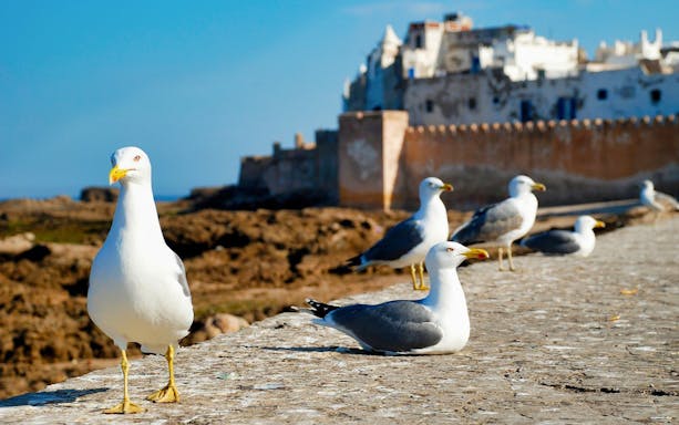 Seagulls on Essaouira's coastal wall with Medina in the background, Morocco.