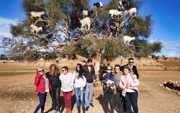 Tourists in front of an argan tree with goats climbing, Essaouira day trip from Marrakesh.