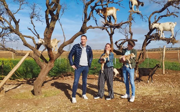 Goats climbing argan trees with tourists in Essaouira countryside.