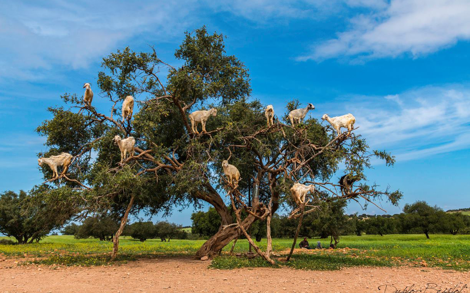 Goats climbing an argan tree in Essaouira countryside, Morocco.