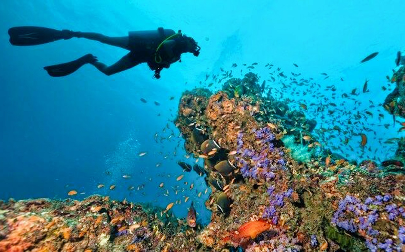 Diver exploring vibrant coral reef in Okinawa with colorful fish.
