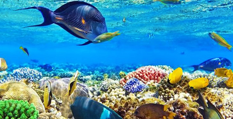 Colorful fish swimming over coral reef in Blue Cave snorkeling tour.
