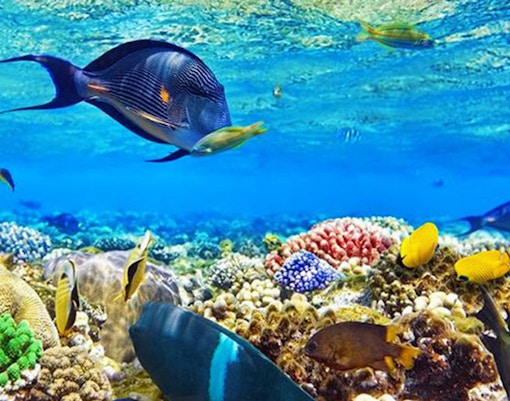 Colorful fish swimming over coral reef in Blue Cave snorkeling tour.