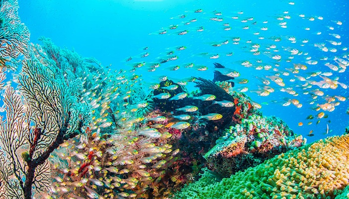 Colorful coral reef and fish in Okinawa snorkeling tour.
