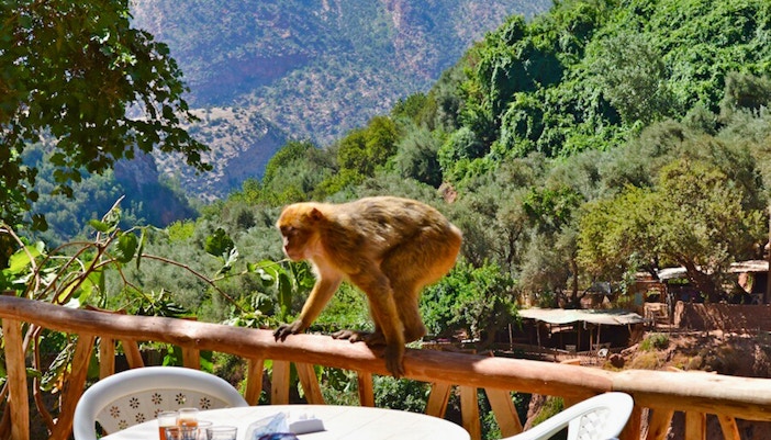 Monkey on a railing with Ouzoud Waterfalls landscape in the background, Marrakesh tour.