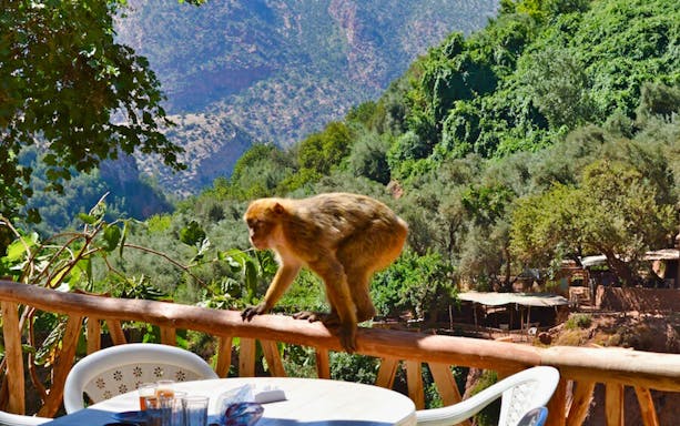 Monkey on a railing with Ouzoud Waterfalls landscape in the background, Marrakesh tour.