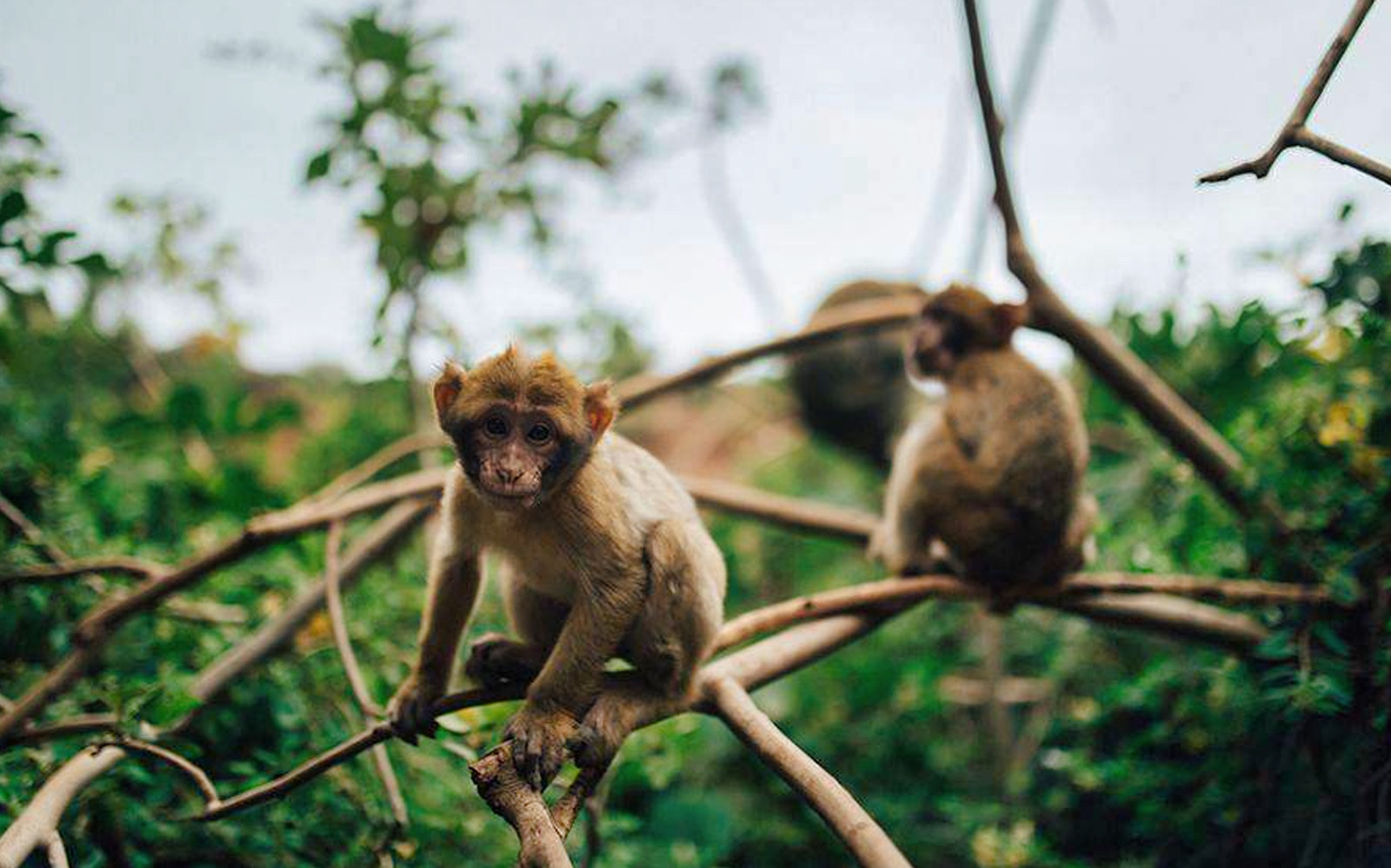Barbary macaques on branches at Ouzoud Waterfalls during Marrakesh day tour.