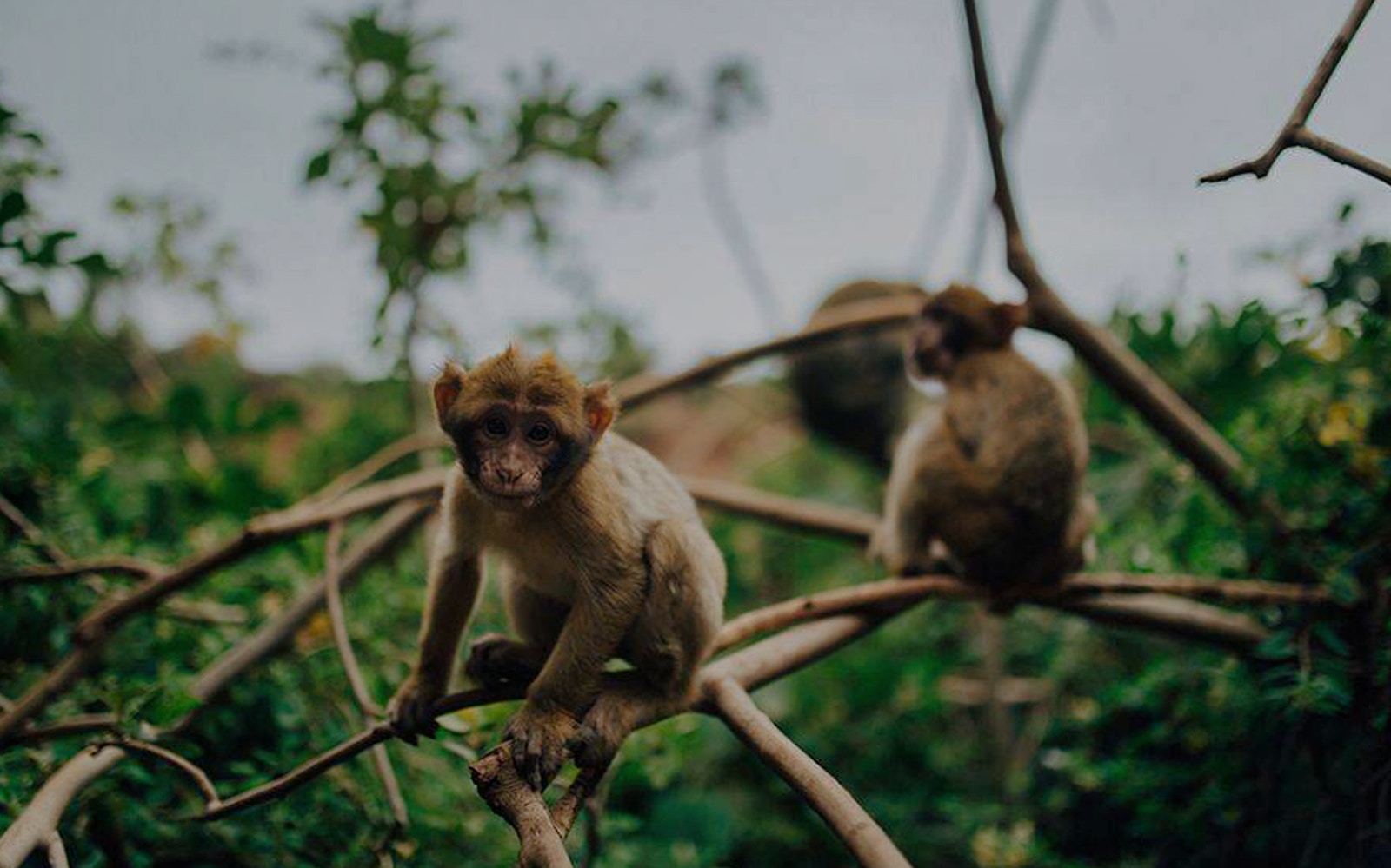 Barbary macaques on branches at Ouzoud Waterfalls during Marrakesh day tour.