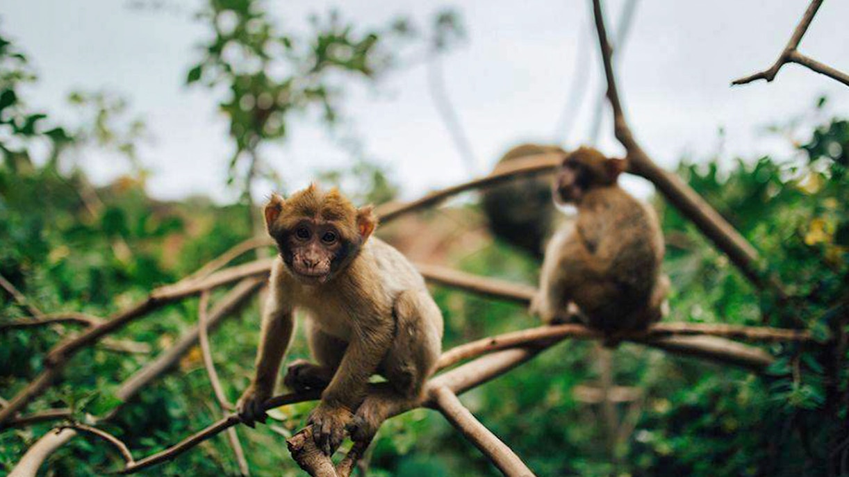 Barbary macaques on branches at Ouzoud Waterfalls during Marrakesh day tour.