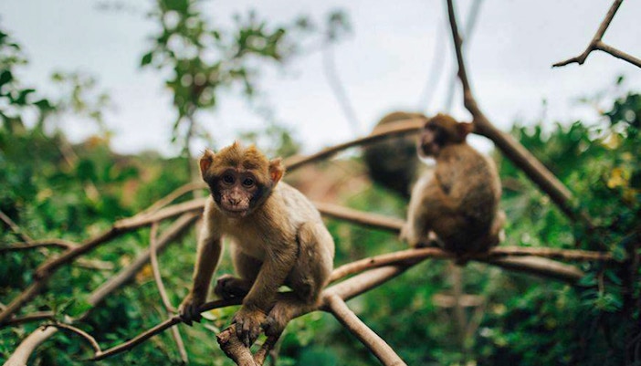 Barbary macaques on branches at Ouzoud Waterfalls during Marrakesh day tour.