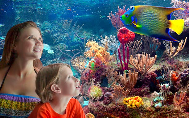 Visitors observing vibrant coral reef and fish at Xcaret Park aquarium.