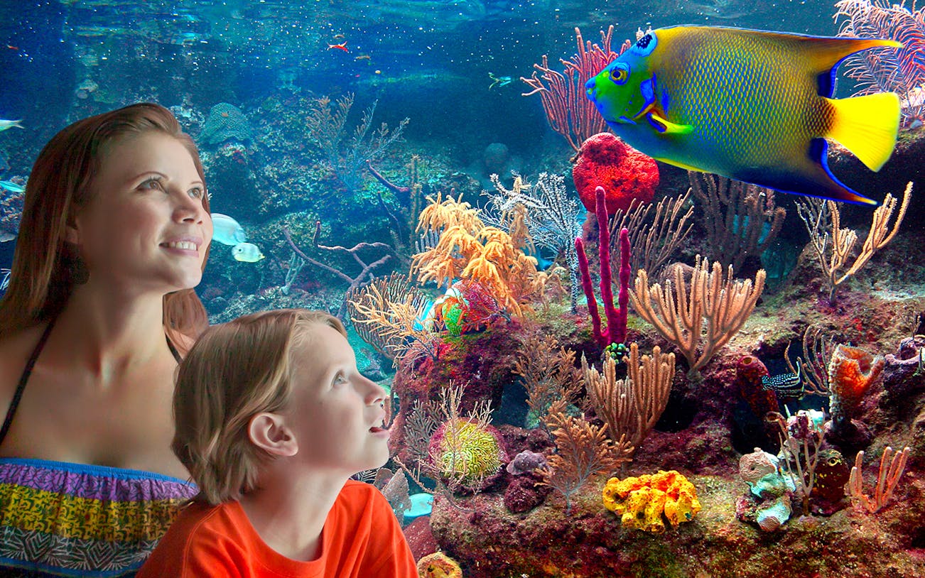 Visitors observing vibrant marine life at Xcaret Park aquarium.
